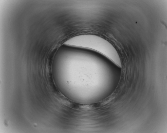 X0000096150516200801180832