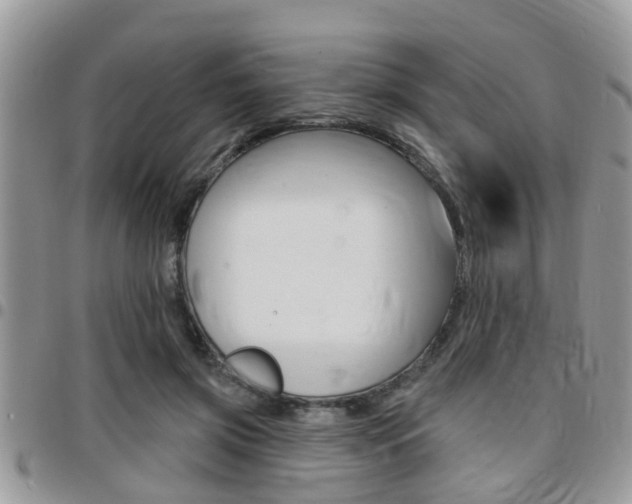 X0000096150549200801180832