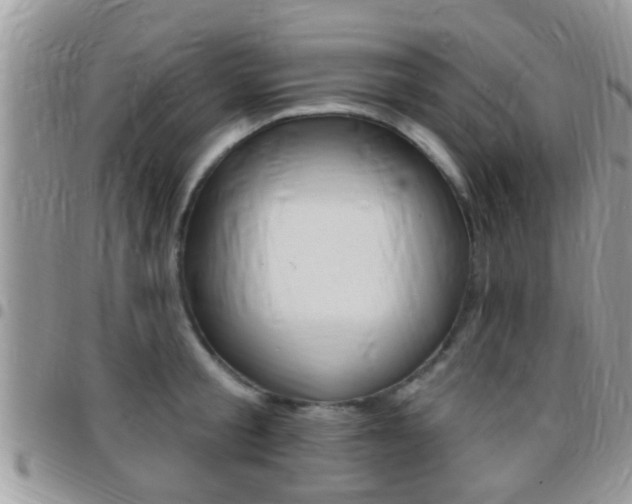X0000096150805200801180828