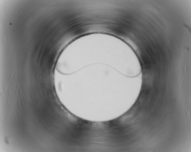X0000096150807200801180828