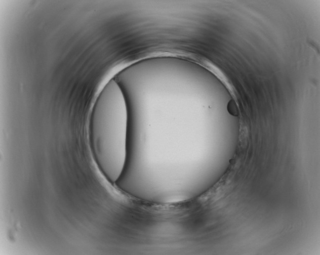 X0000096150811200801180828