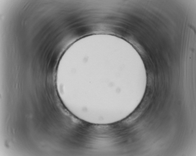 X0000096150856200801180828