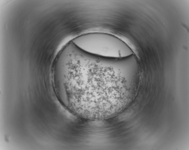 X0000096150998200801180825