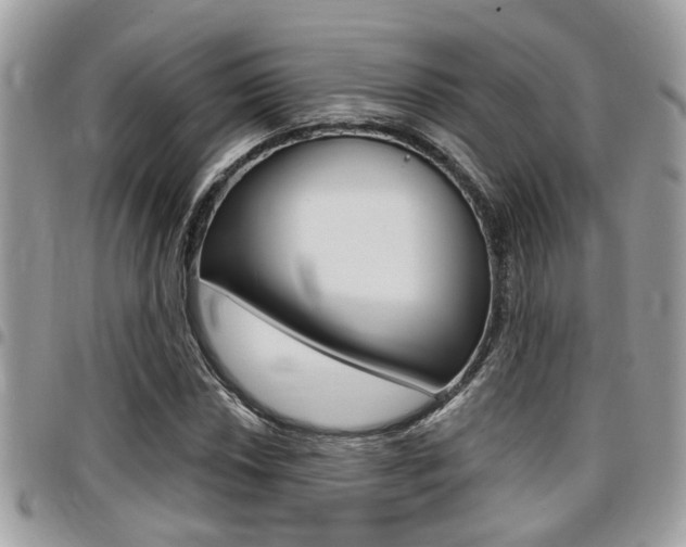 X0000096151018200801180824