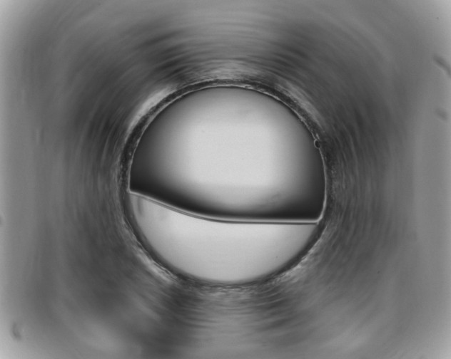X0000096151026200801180824