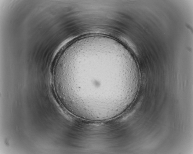 X0000096151125200801180823
