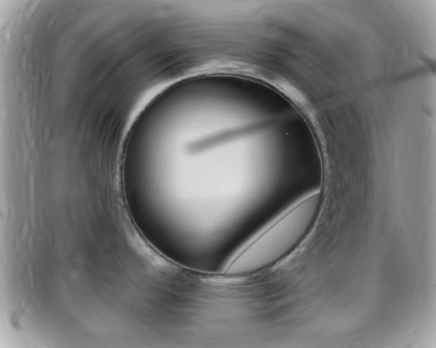X0000096151296200801180821