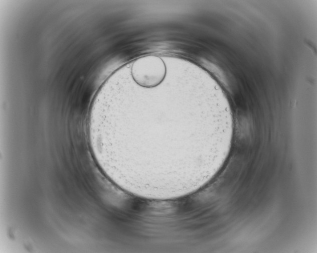 X0000096151338200801180821