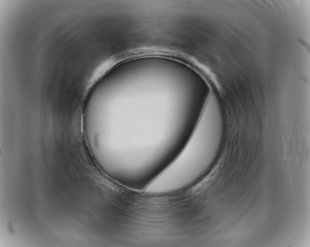 X0000096151365200801180820