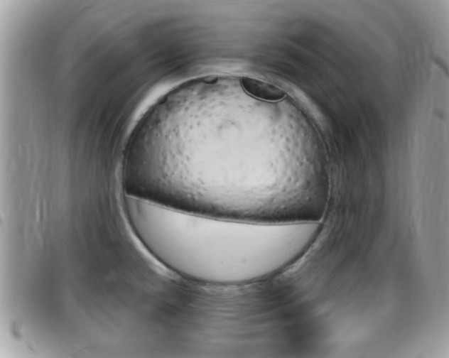 X0000096151432200801180819