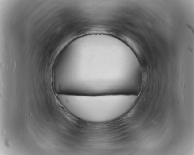 X0000096151435200801180819