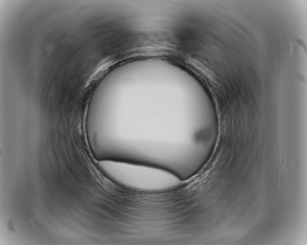 X0000096151451200801180819