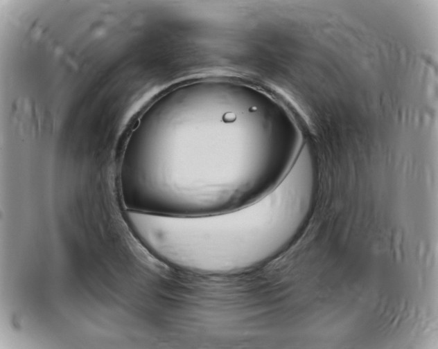 X0000096151460200801180819