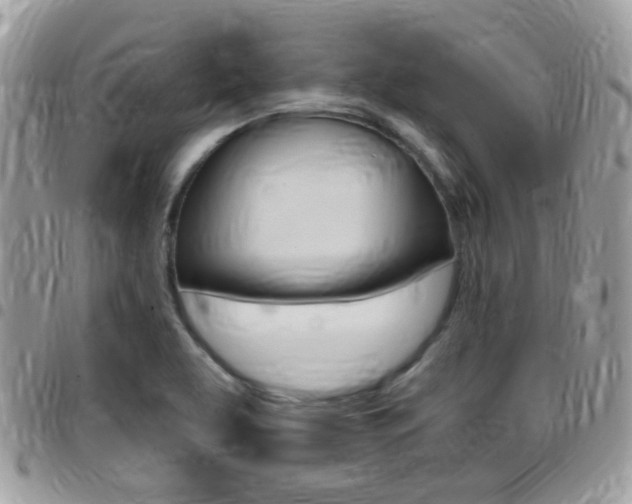 X0000096151463200801180819