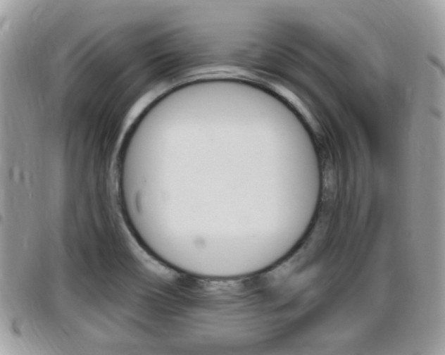 X0000096151466200801180819