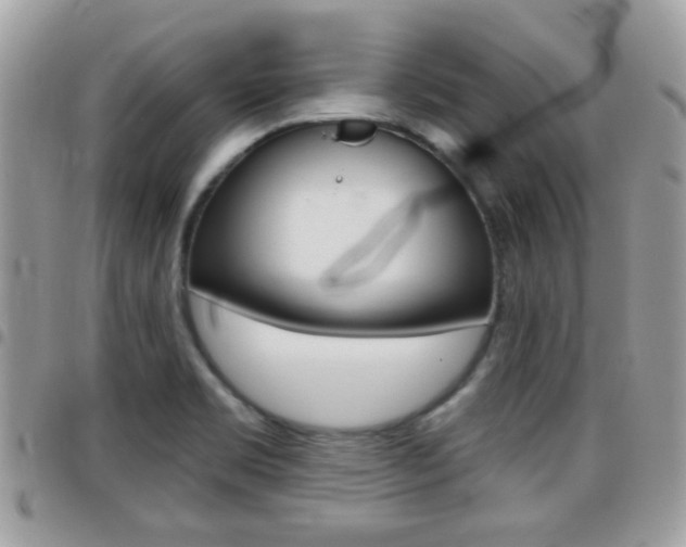 X0000096151469200801180818