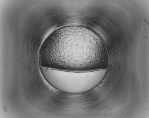X0000096151483200801180818