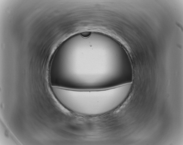 X0000096151525200801180818