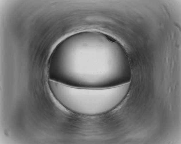 X0000096151526200801180818