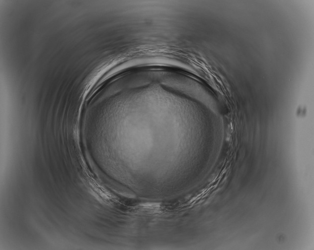 X0000096150052200801181211