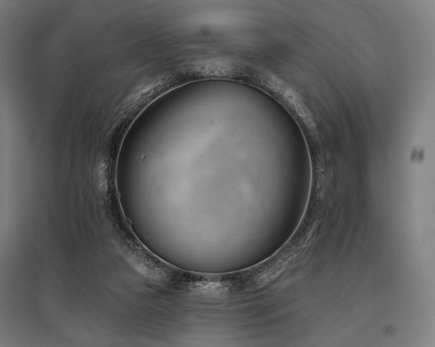 X0000096150161200801181210