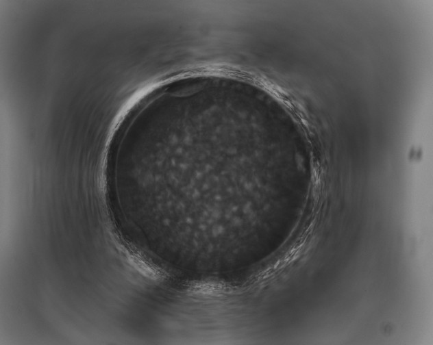 X0000096150200200801181210