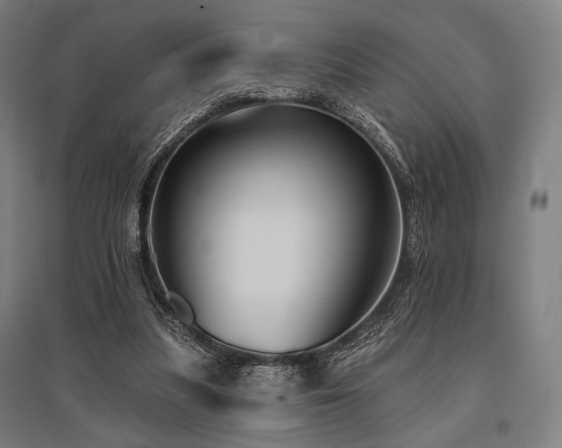X0000096150251200801181209