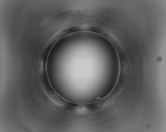 X0000096150262200801181209