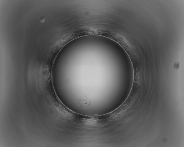 X0000096150318200801181208