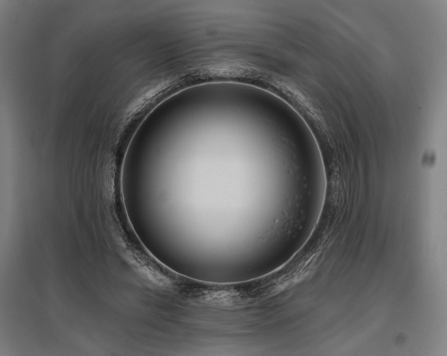 X0000096150446200801181206