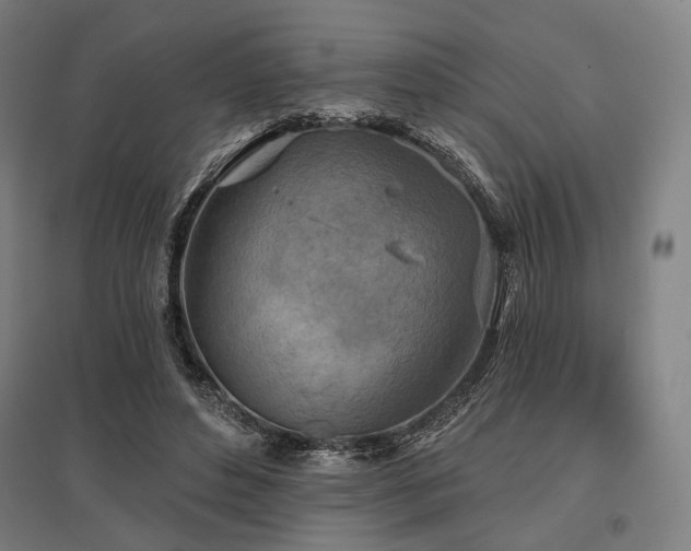 X0000096150496200801181206