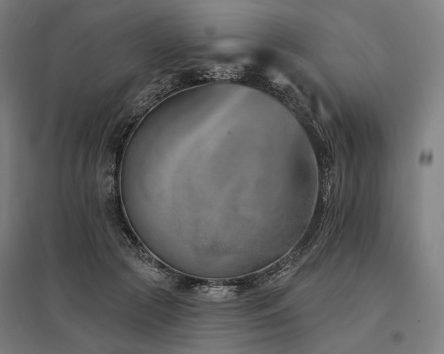 X0000096150553200801181205