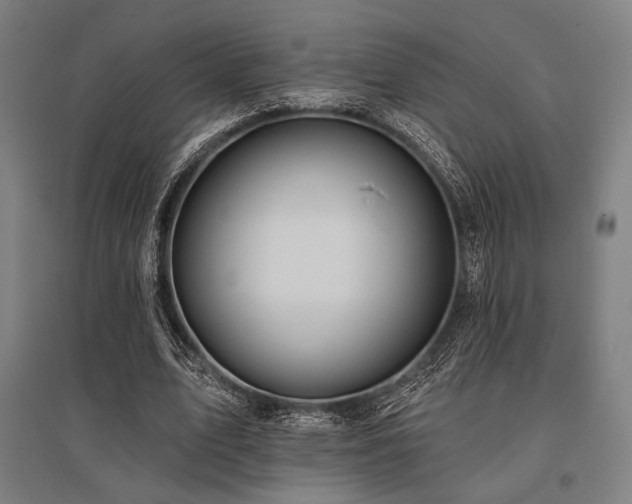 X0000096150583200801181204