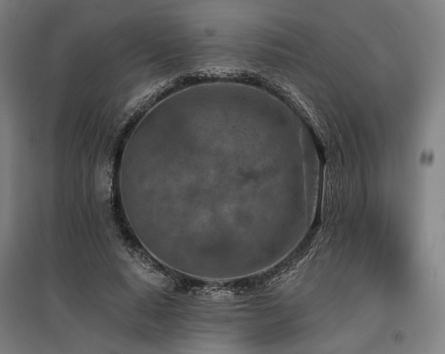 X0000096150640200801181203