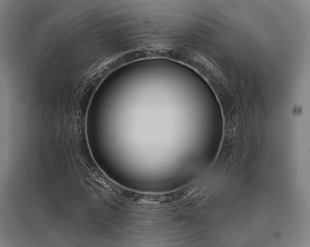 X0000096150773200801181202