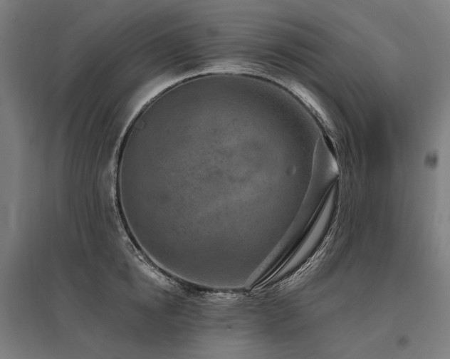 X0000096150854200801181201