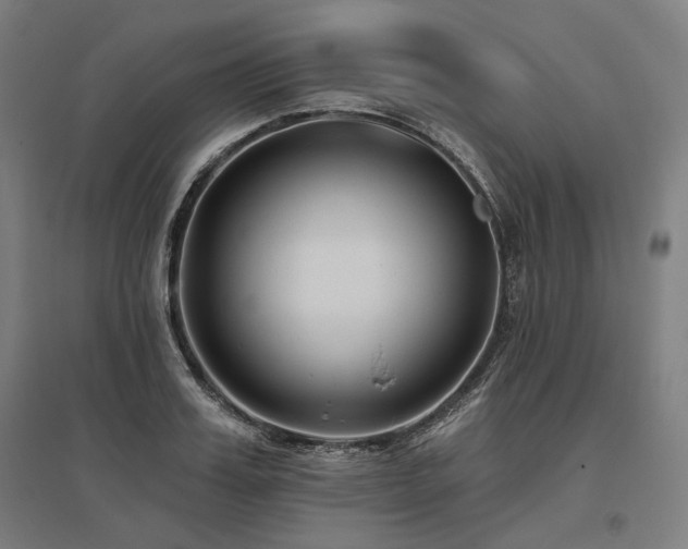X0000096150987200801181158