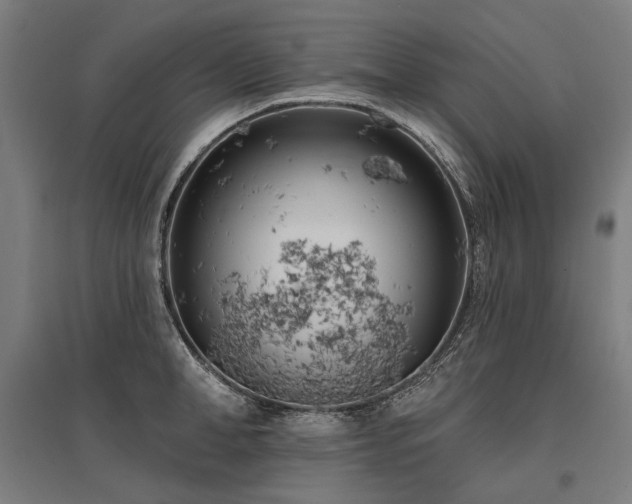 X0000096150998200801181158