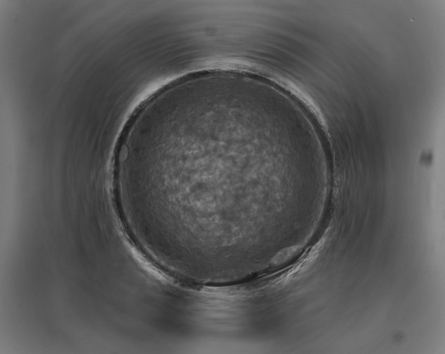 X0000096151037200801181158