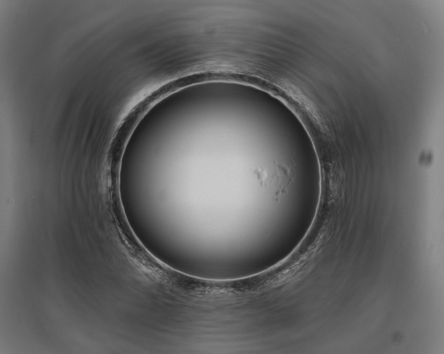 X0000096151070200801181157