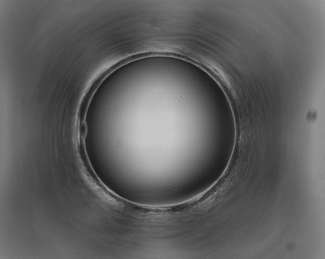 X0000096151080200801181157