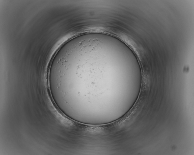 X0000096151090200801181157