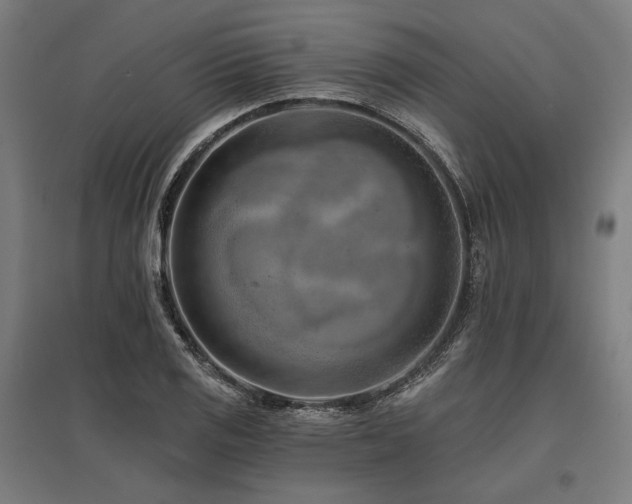 X0000096151125200801181156