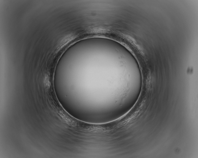 X0000096151209200801181154