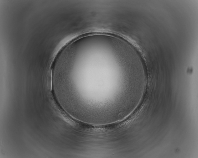 X0000096151223200801181155