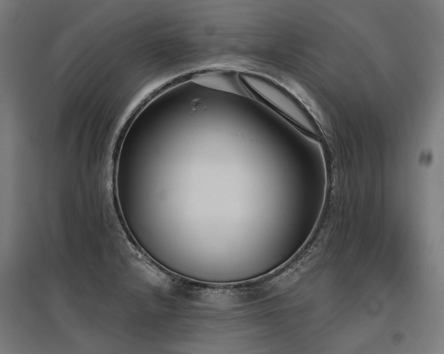 X0000096151232200801181155