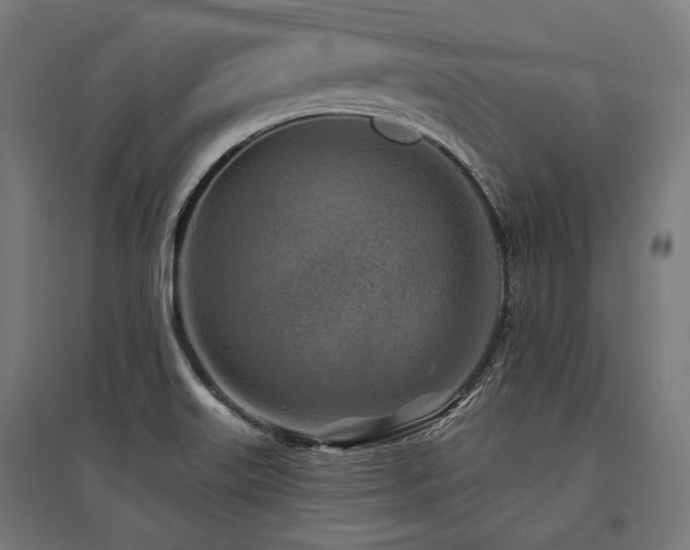 X0000096151515200801181150