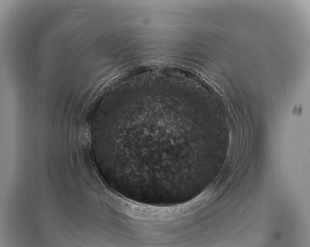 X0000096150048200801251115