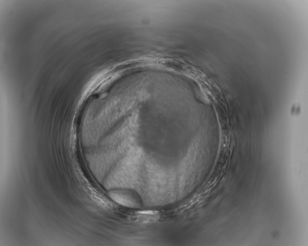 X0000096150053200801251114