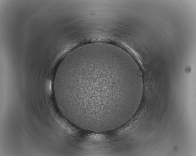 X0000096150067200801251114